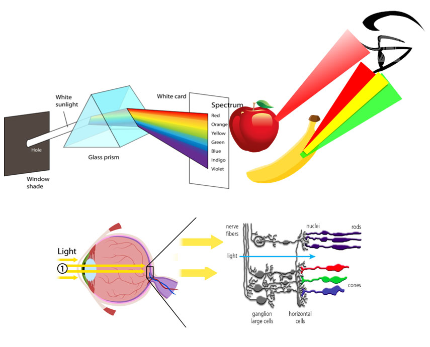 colors to eyes - SPAN Systems